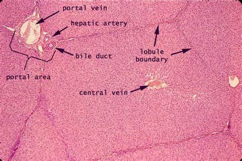 Histology at SIU