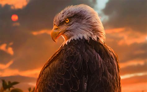 1280x800 Wild Bald Eagle 4k 720P ,HD 4k Wallpapers,Images,Backgrounds ...