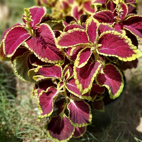 Jaipur Garden: Coleus Plant Care tips