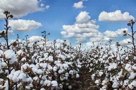 Image of Cotton plants ready for harvest - Austockphoto