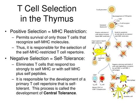 PPT - T-Cell Maturation, Activation, And Differentiation PowerPoint Presentation - ID:4426885