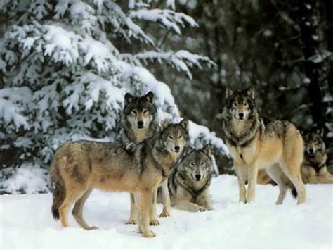 Pack of gray wolves - Wander Lord