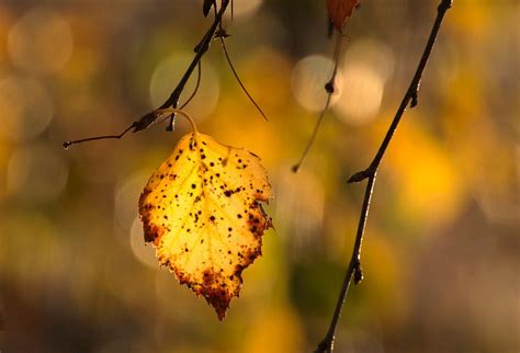 Leaf Birch Autumn Colors Of - Free photo on Pixabay