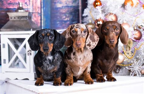 Dachshund colours, sizes and physical characteristics