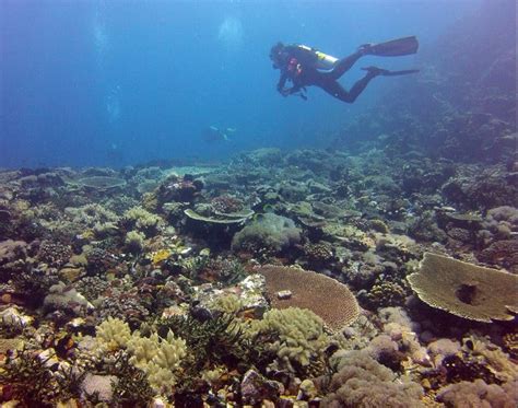 10 BEST diving spots in the PHILIPPINES