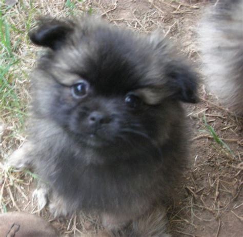 Pominese - Pekingese and Pomeranian Mix Pictures and Information