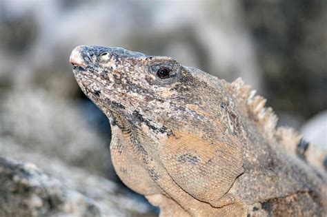 Premium Photo | Iguana herbivorous lizard closeup in natural habitat