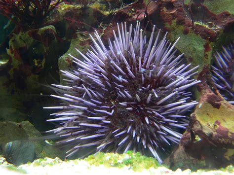 sea urchin - Kids | Britannica Kids | Homework Help