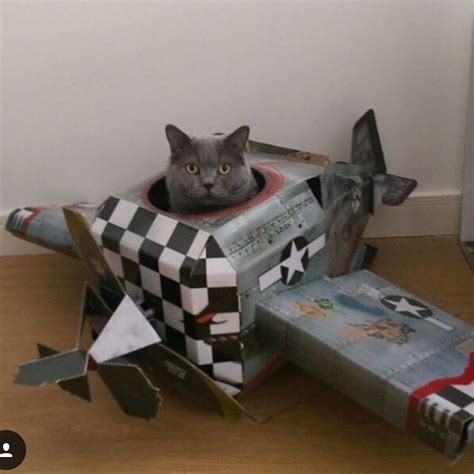 Cardboard Tanks And Planes For Cats Are A Thing, And Cats Are Now Ready To Conquer The World