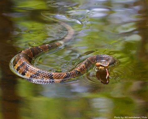 Interesting facts about cottonmouth snakes (water moccasins) – Just Fun Facts