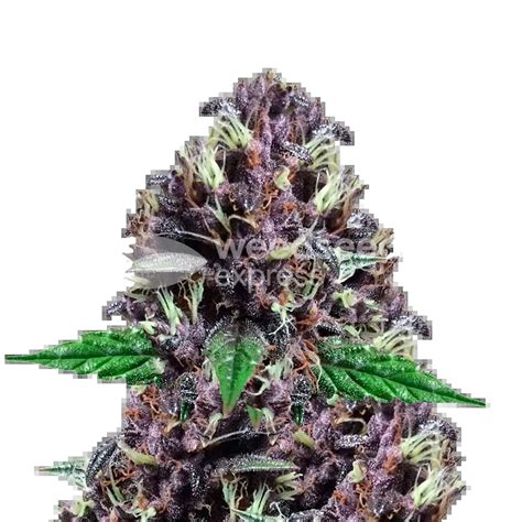 CBD Purple Kush Autoflower Seeds - WeedSeedsExpress