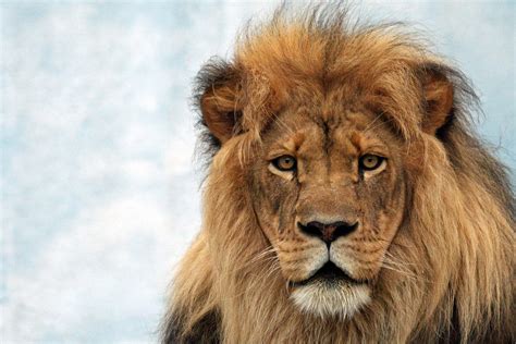 Symbolic Meaning of Lions and Lion Totem Meaning on Whats-Your-Sign