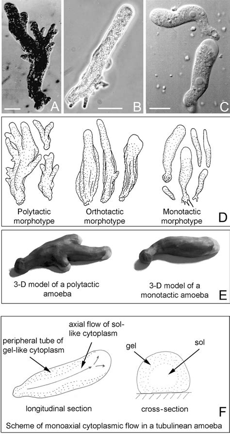 Figure 1 from Revised Classification of Naked Lobose moebae ( Amoebozoa : Lobosa ) ntroduction ...