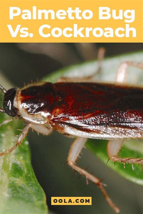 Palmetto Bug Vs. Cockroach -- How To Get Rid Of This Southern Pest | Palmetto bugs, Bugs, Palmetto