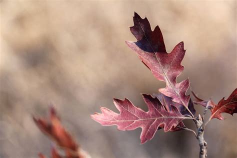 Northern red oak leaves 3 by greyrowan on DeviantArt