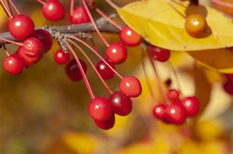 How to Grow and Care for Weeping Crabapple