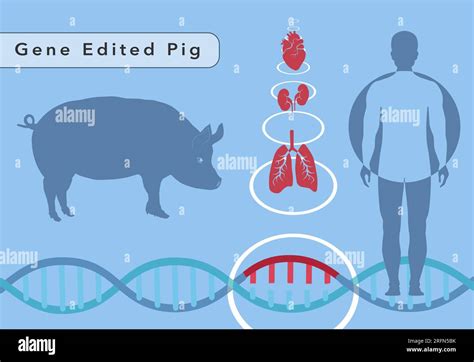 An illustration of a pig edited by the gene-editing tool, CRISPR, to ...