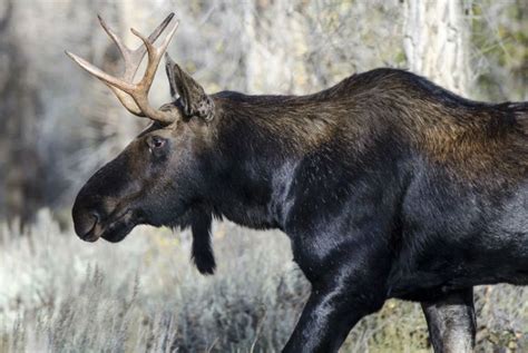 Pictures of moose-deer hybrids