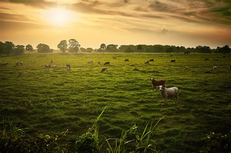 The cow goes moo - Just cows on a field. At sunset ) | Cow, Natural ...