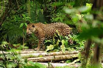 How to Glimpse the Five Rarest Amazon Animals | Amazon Cruises