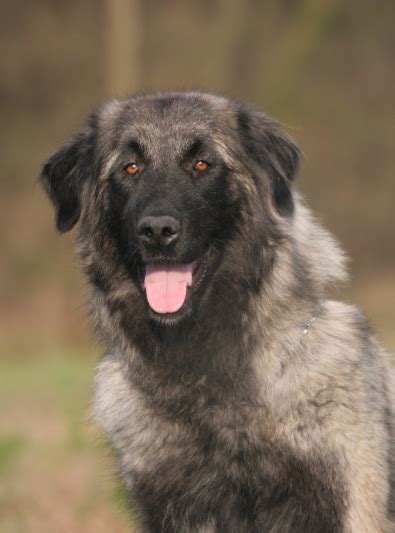 Montagne Image: Chien De Montagne Des Pyrenees Prix