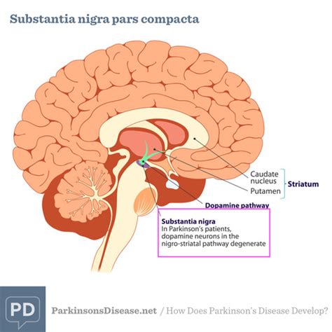 Basal Ganglia and Cerebellum Flashcards | Quizlet