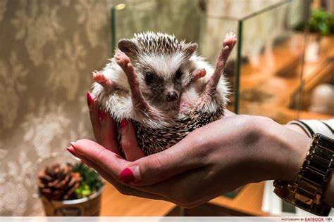 Harry's Hedgehog Cafe: Feed And Play With Hedgehogs In Tokyo - EatBook.sg