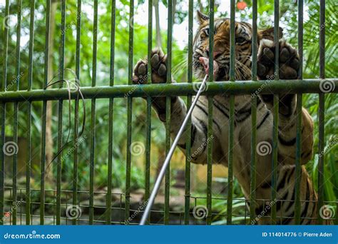 Tiger Feeding at Bali Zoo stock photo. Image of powerful - 114014776