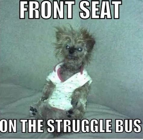 Struggle bus | Funny animal memes, Funny animal pictures, Cute funny ...