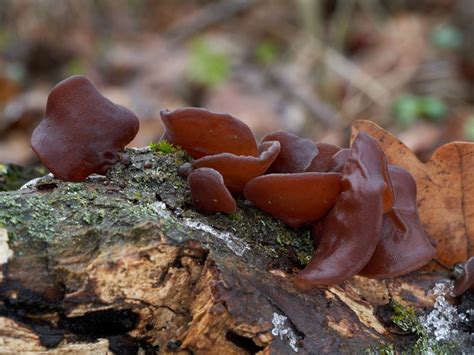 Identifying Wood Ear Mushrooms: What To Do With A Jelly Ear Mushroom