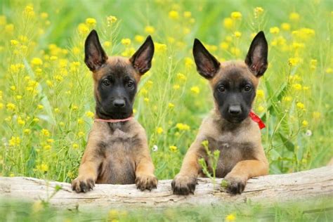 10 Best Belgian Malinois Breeders (2024 Updated)