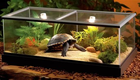 Russian Tortoise Diet: What To Feed a Russian Tortoise?