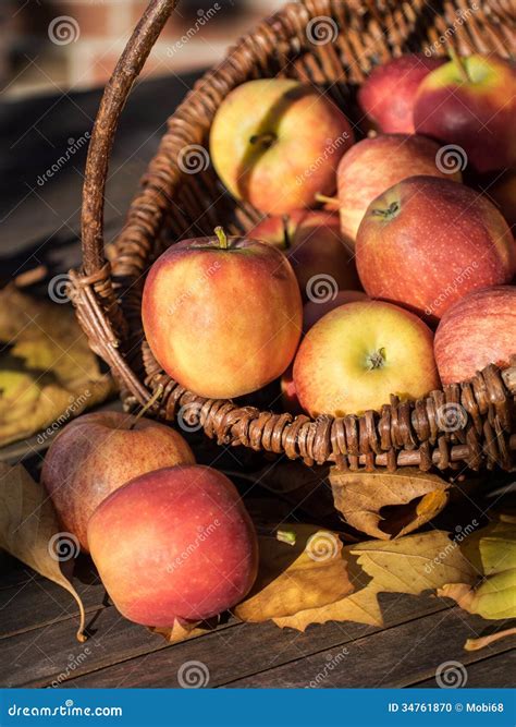 Apple picking stock photo. Image of warm, collect, sweet - 34761870