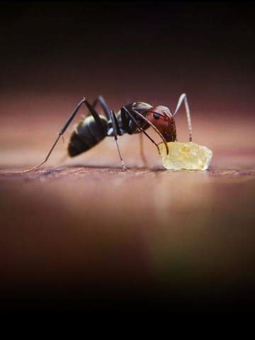 5 home remedies for getting rid of ants