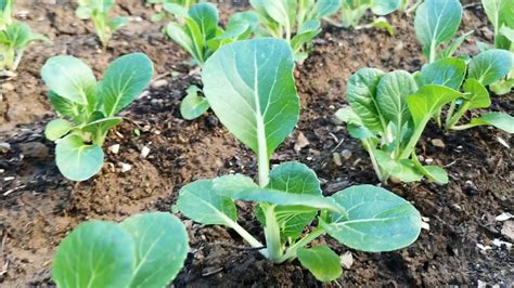 15 days after planting my Pakchoi or Petchay, they are growing up fast ...