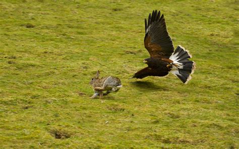 Harris-hawk hunting | A female harris closes on a rabbit at … | Flickr