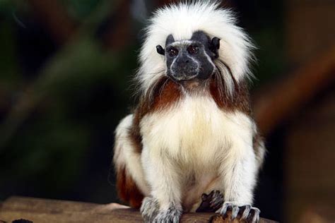 Best Tamarin Monkey Stock Photos, Pictures & Royalty-Free Images - iStock