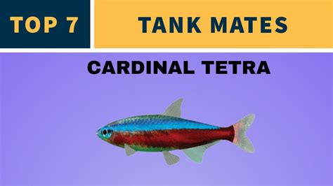 TOP 7 TANK MATES FOR CARDINAL TETRA - YouTube