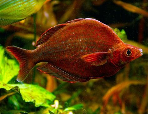 Red Irian Breeder Size Rainbowfish - Arizona Aquatic Gardens