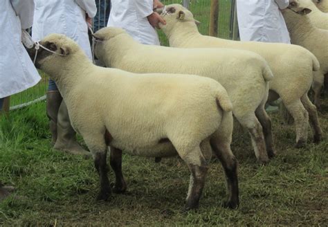 Pedigree Dorset Down sheep breeders – Rampisham Hill Farm