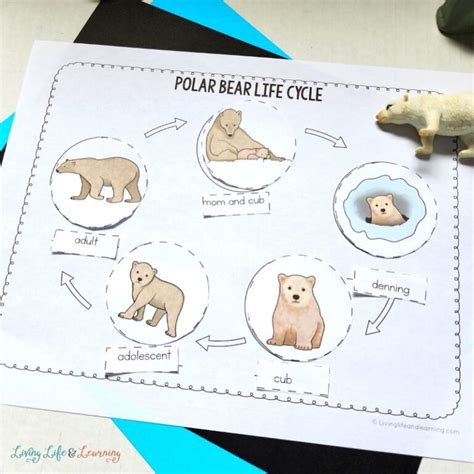 Polar Bear Life Cycle Worksheet