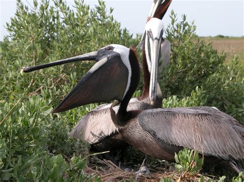 Movement Patterns of Brown Pelicans in the South Atlantic Bight ...