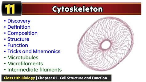 Cytoskeleton | microtubules, microfilaments and intermediate filaments | With Tricks - YouTube