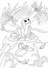 Collection Of Pond Coloring Pages  Free Printable sketch template