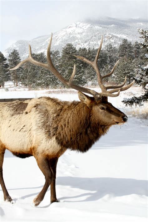 106 best Estes Park Wildlife images on Pinterest | Elk, Estes park colorado and National parks