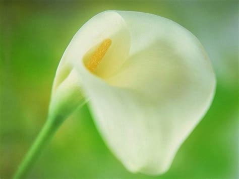 Calla Lily Flower Wallpapers