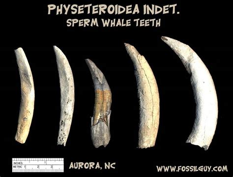 Fossil Vertebrate Identification for Aurora, North Carolina: Fossilguy.com