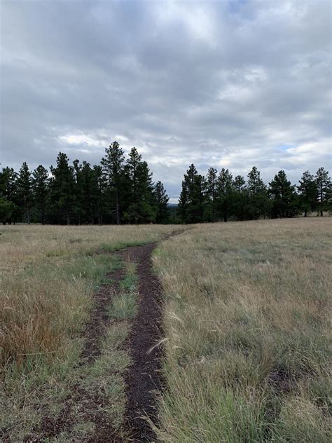 Buffalo Park Trail - Arizona | AllTrails