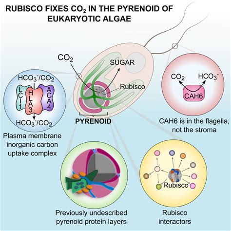 A Spatial Interactome Reveals the Protein Organization of the Algal CO2-Concentrating Mechanism ...