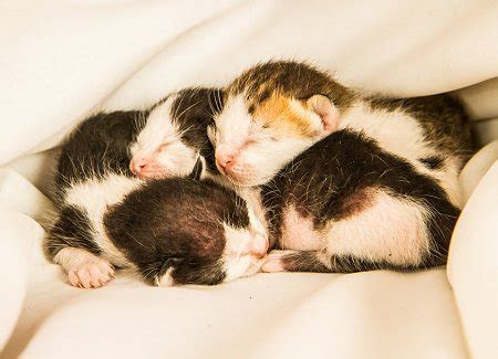 Post-birth Complications In Cats | TheCatSite